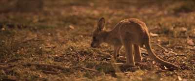 - It's a kangaroo!
- It's a joey. - Jones Family Christmas