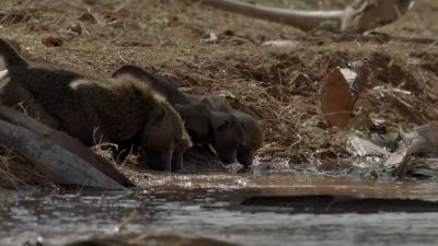 It's a lifeline for the animals that live here. - Chasing the Rains