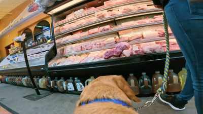 It's a little bit of a challenge
with Nemo, - Inside the Mind of a Dog