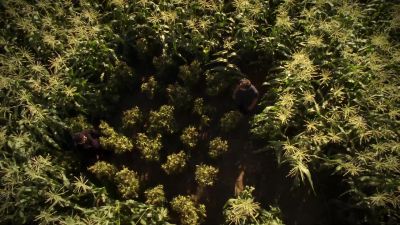 It's a little pot farm. - Dexter