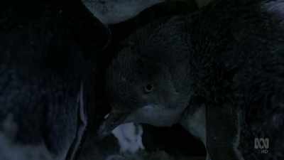 It's a long wait
for a little penguin. - David Attenborough's Tasmania