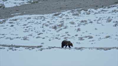 It's a misconception
that grizzlies wake - Yellowstone: One-Fifty