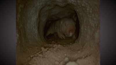 It's a naked mole-rat, - Absurd Planet