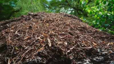 It's a nest of wood ants. - Wild Isles