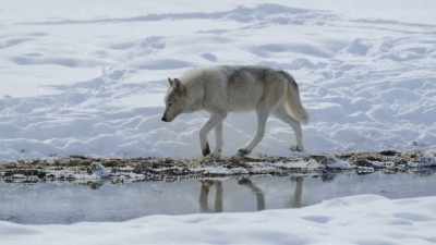 It's a new era for both
predator and prey. - Epic Yellowstone