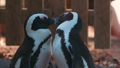 It's a nice day
for a black and white wedding. - Penguin Town