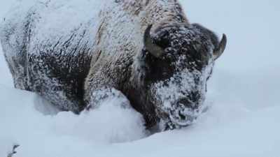 It's a perfectly evolved
adaptation to deal with the snow. - Yellowstone: One-Fifty