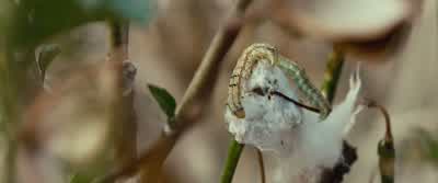 It's a plague. - 12 Years a Slave