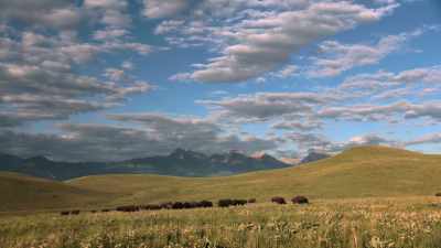It's a possibility
of what could come. - The American Buffalo