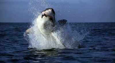 It's a process called
bioaccumulation. - Shark Attack Files