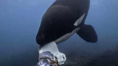 ''It's a rare glimpse
into the mind of an orca.'' - Secrets of the Whales