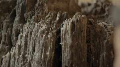 It's a roman wharf post
that's been dated to a.D. 75. - Searching for Secrets