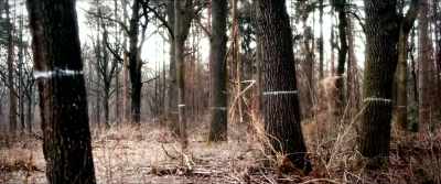 It's a rustic landscape
with enthralling forests - Razzennest