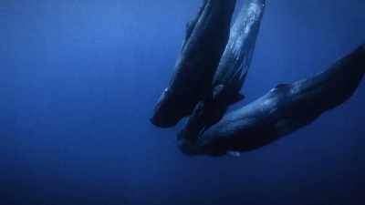 It's a sign that not only
are the sperm whales different here, - Secrets of the Whales