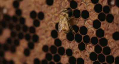 -It's a small, little mite - The Pollinators