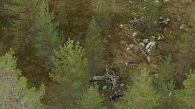 It's a smart tactic, but not foolproof, - Wild Nordic