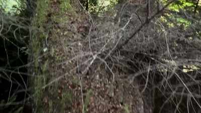  It's a space in the tree,
 like a nest. - Expedition Bigfoot