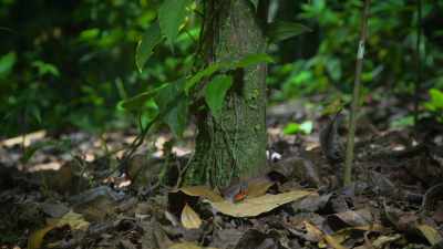It's a strawberry poison—dart frog, - Attenborough's Life in Colour