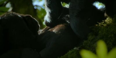 It's a successful hunt. - Chimp Empire