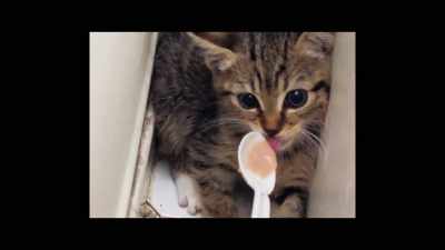 It's a term used by other
foster, and rescue groups, - Cat Daddies
