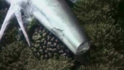 It's a terrible thing to kill
a beautiful wild animal for its fin. - Playing with Sharks