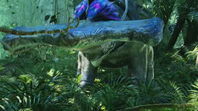 It's a territorial threat display. - Avatar
