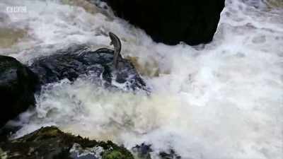 It's a test of agility - Wales: Land of the Wild