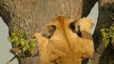 It's a tough climb for any lion, - Serengeti