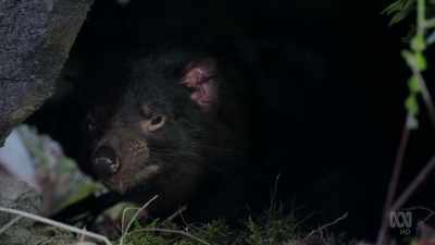 It's a tough start, - David Attenborough's Tasmania