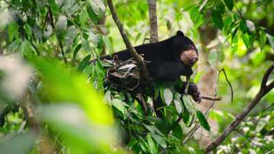 It's a triumphant success - The Secret Lives of Animals