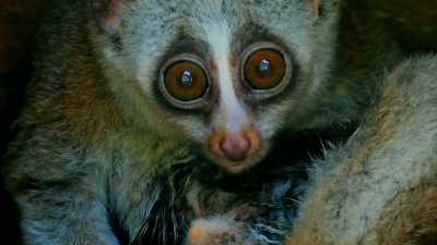 IT'S A TYPE OF SLOW LORIS, - Expedition Mungo