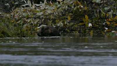 It's a valuable,
valuable animal. - Life Below Zero: Next Generation