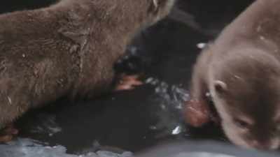 It's a very learned behavior, - Secrets of the Zoo