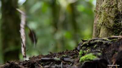 It's a vital chore
if he wants to attract a mate. - Our Planet
