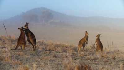 It's a vital rite of passage. - The Secret Lives of Animals