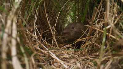 It's a vole - a small rodent with
teeth specially adapted - Wild Isles
