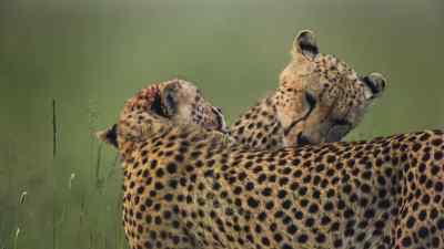 It's a welcome opportunity
for Luka and Kovu - Predators
