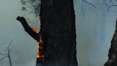Its aftermath is seemingly total destruction. - Our Planet