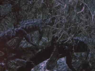 It's against
the gator's nature, however,
to make himself conspicuous. - Prowlers of the Everglades