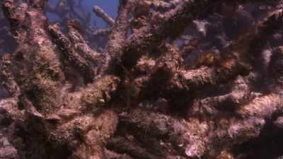 It's algae and dead coral skeletons. - Chasing Coral