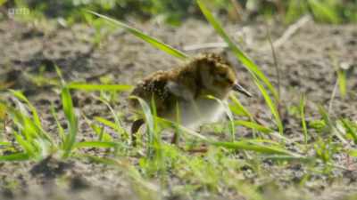 It's alive with chicks, - Wild Isles