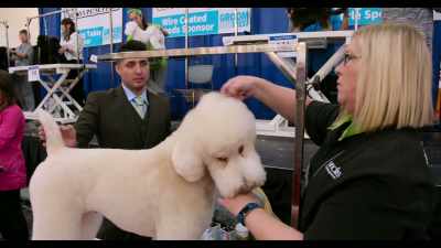  It's all about building your name
and your brand. - Dogs