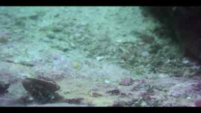 It's all about keeping up appearances - Our Oceans