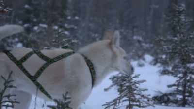 It's all just
kinda data collection, - Life Below Zero: Next Generation