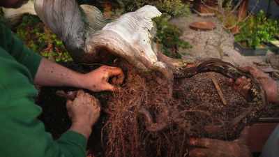 It's had all of its
root system bent - Trees and Other Entanglements
