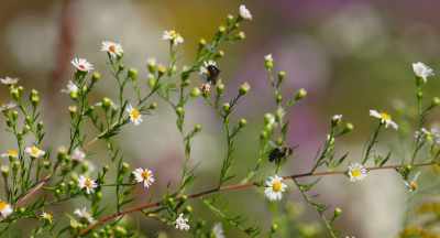 It's all of our bee species. - The Pollinators