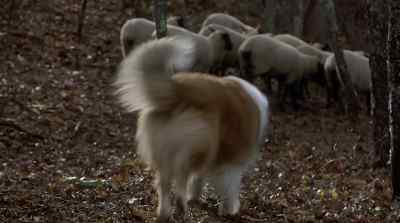 It's all right, Lassie, go! Go home! - Lassie