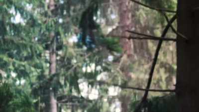 It's all the branches,
all the things - Plastic Earth
