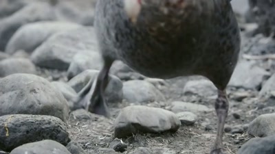 'It's all too much
for the giant petrel. - A Year on Planet Earth