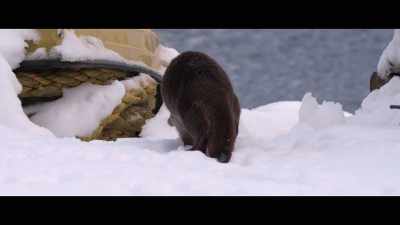 It's almost like if Molly
comes back with a baby. - Billy & Molly: An Otter Love Story
